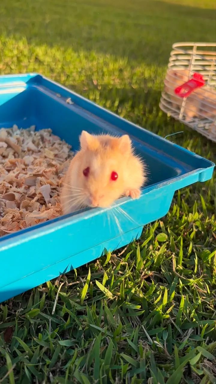 Hamister chinês  - Foto 2