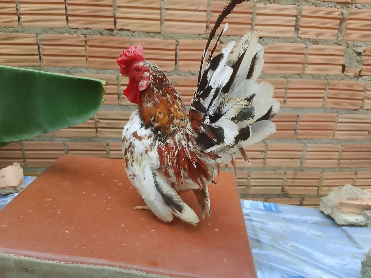 Galinha  - Foto 5