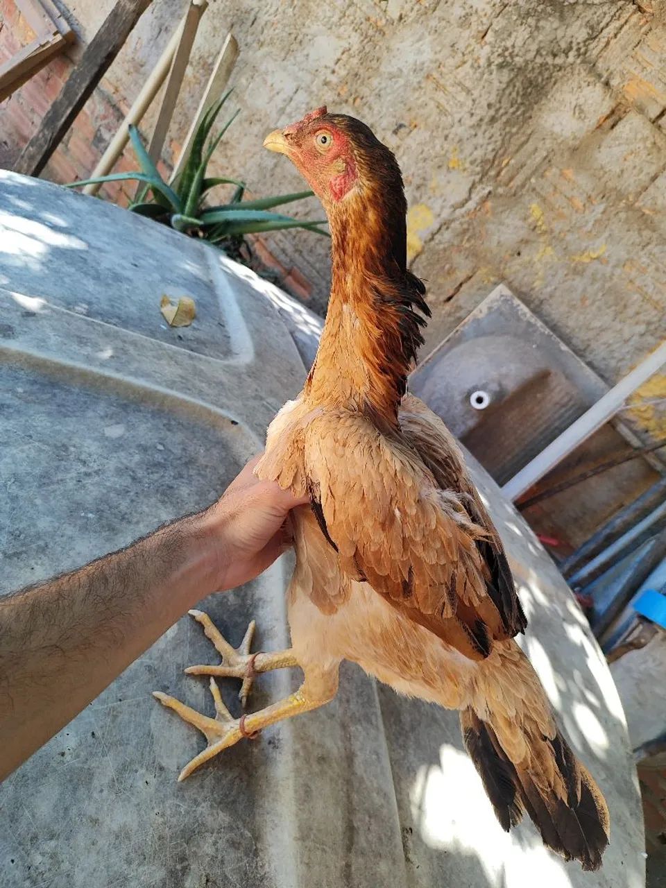 Vendo R$100