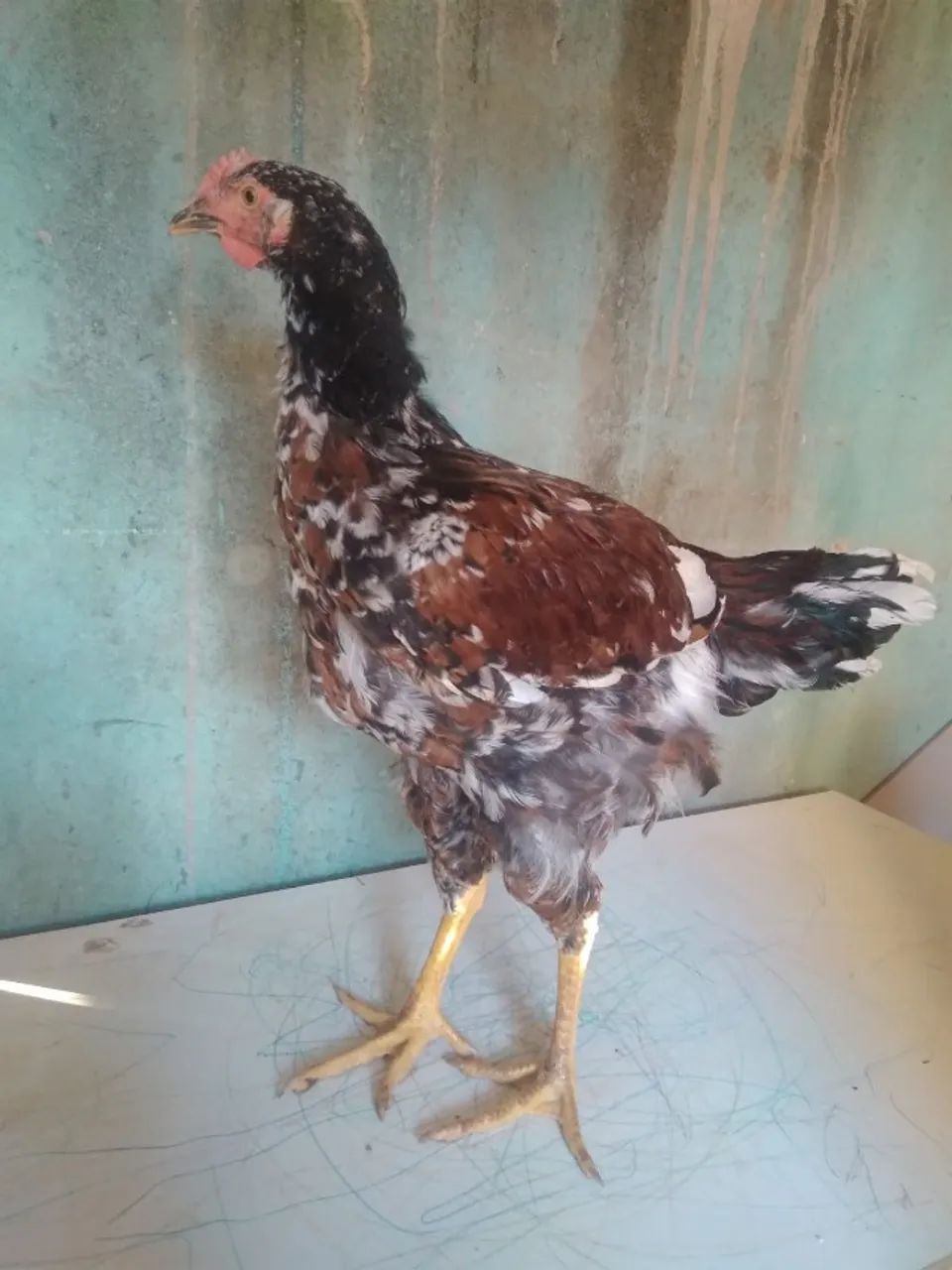 Frango GSB 