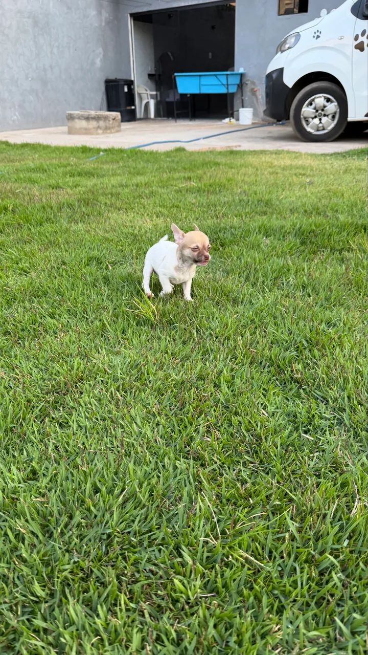 Chihuauha micro macho - Foto 5