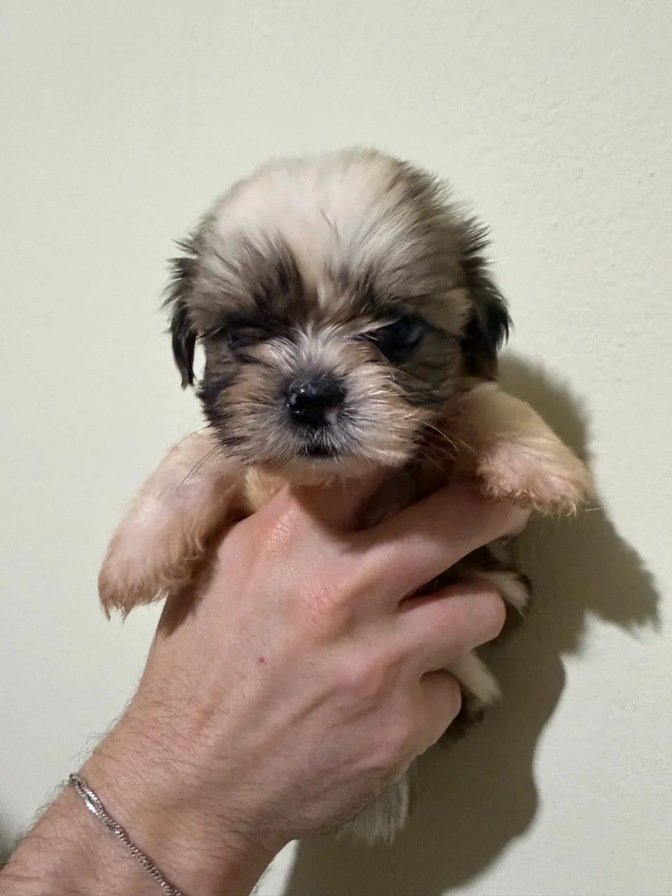Cachorro  - Foto 2