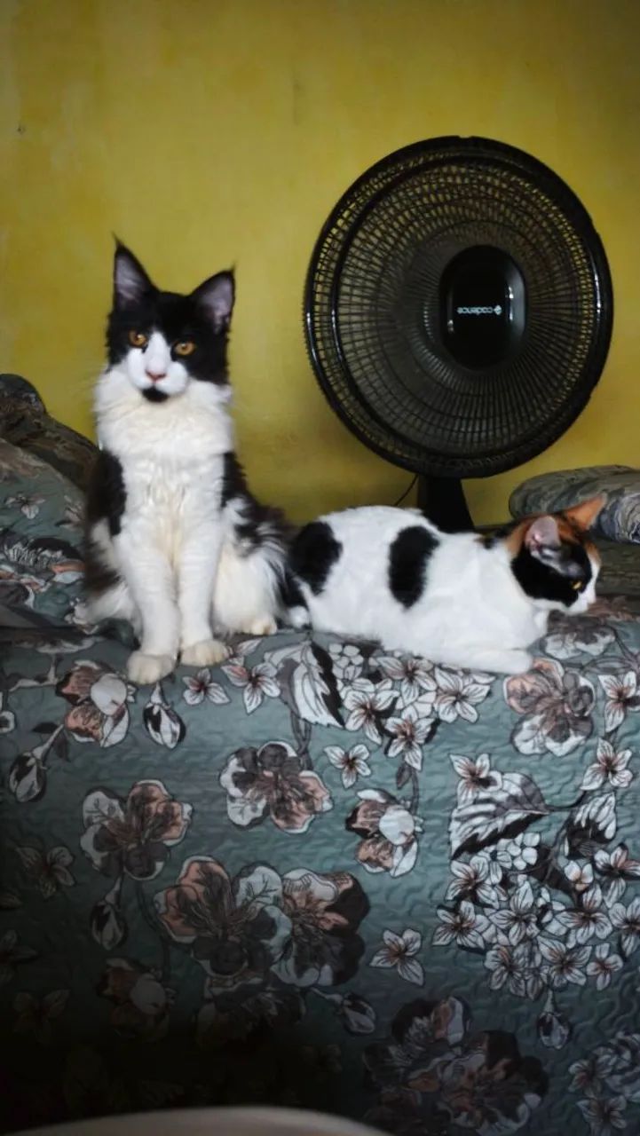 Doa-Se Gatos  - Foto 3