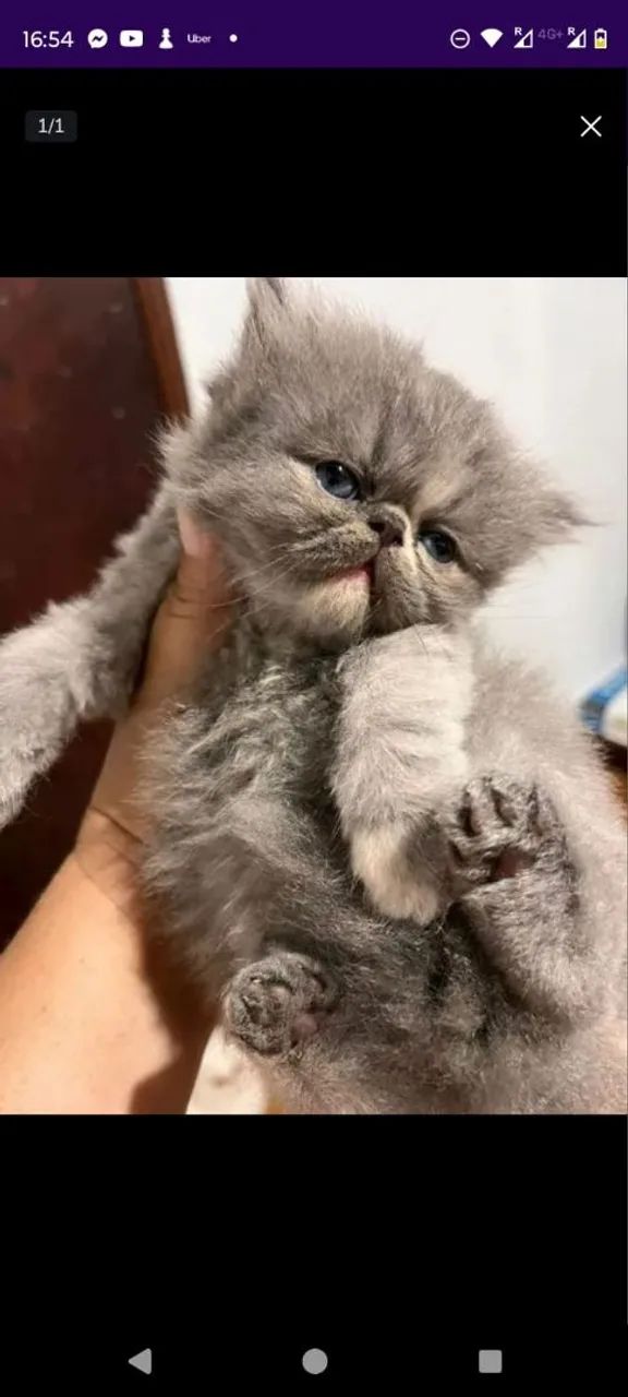 Gato Persa Lindo com a pelagem macia