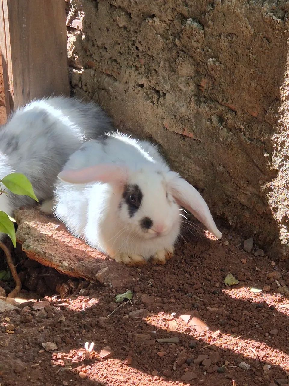 Vende-se coelho mini lop fêmea  - Foto 3