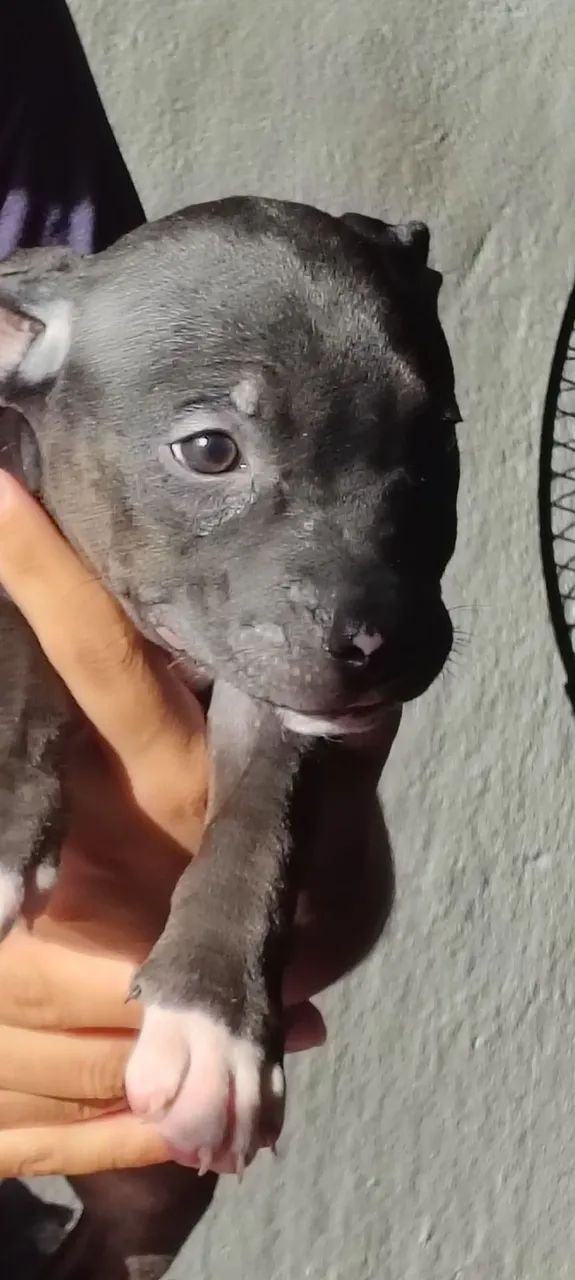 Filhotes de American Bully  - Foto 3