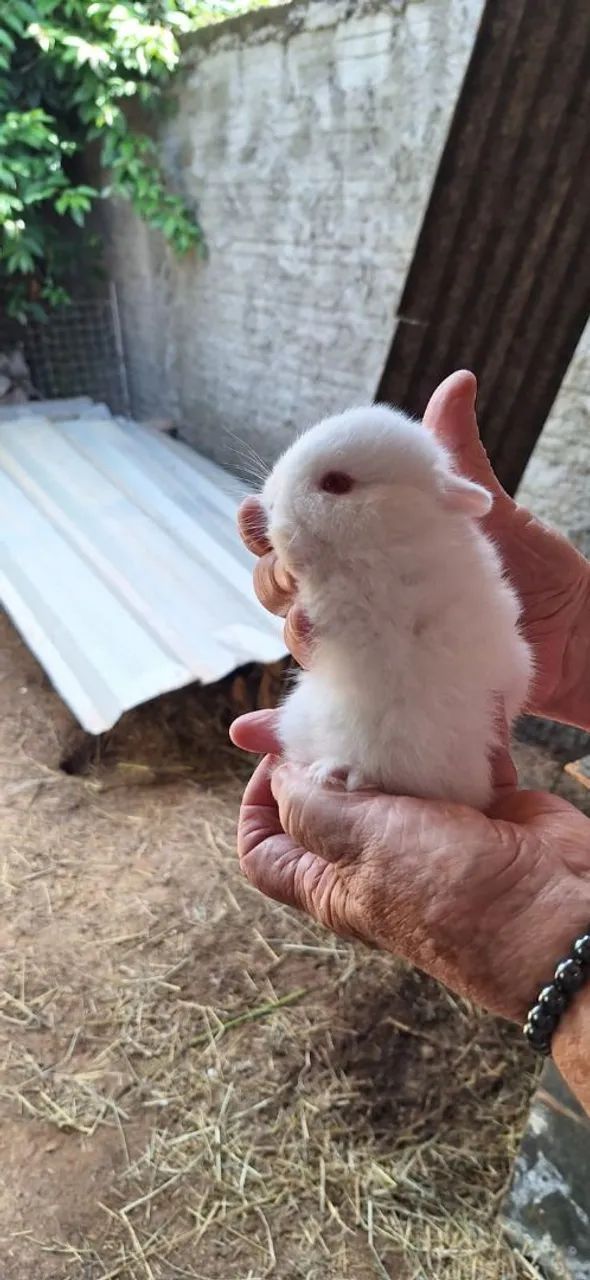 Lindos filhotes de anão netherlander disponível  - Foto 4