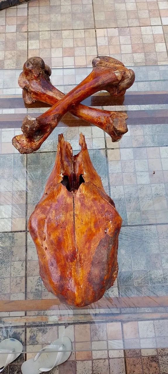 Crânio boi com ossos cruzados - Foto 6