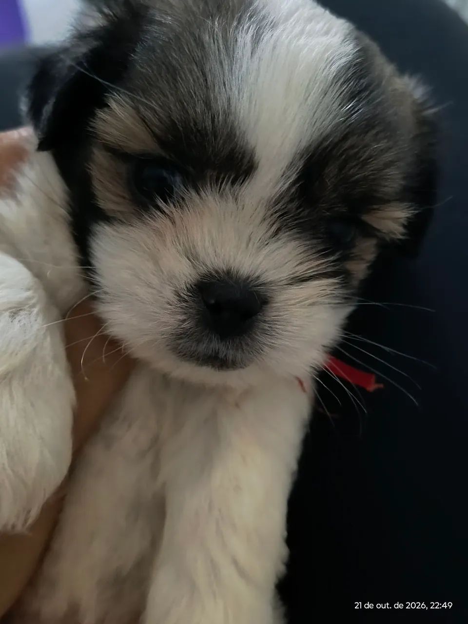 Vendo Shitzu - Foto 3