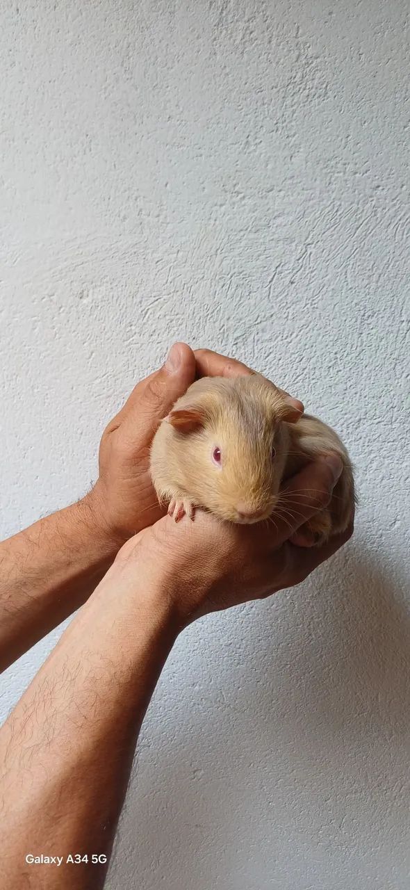 Porquinho da Índia Inglês Filhote Macho - Foto 3