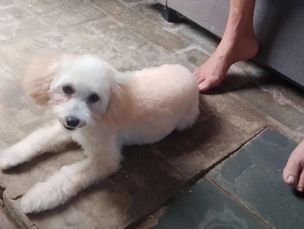 Cachorinha