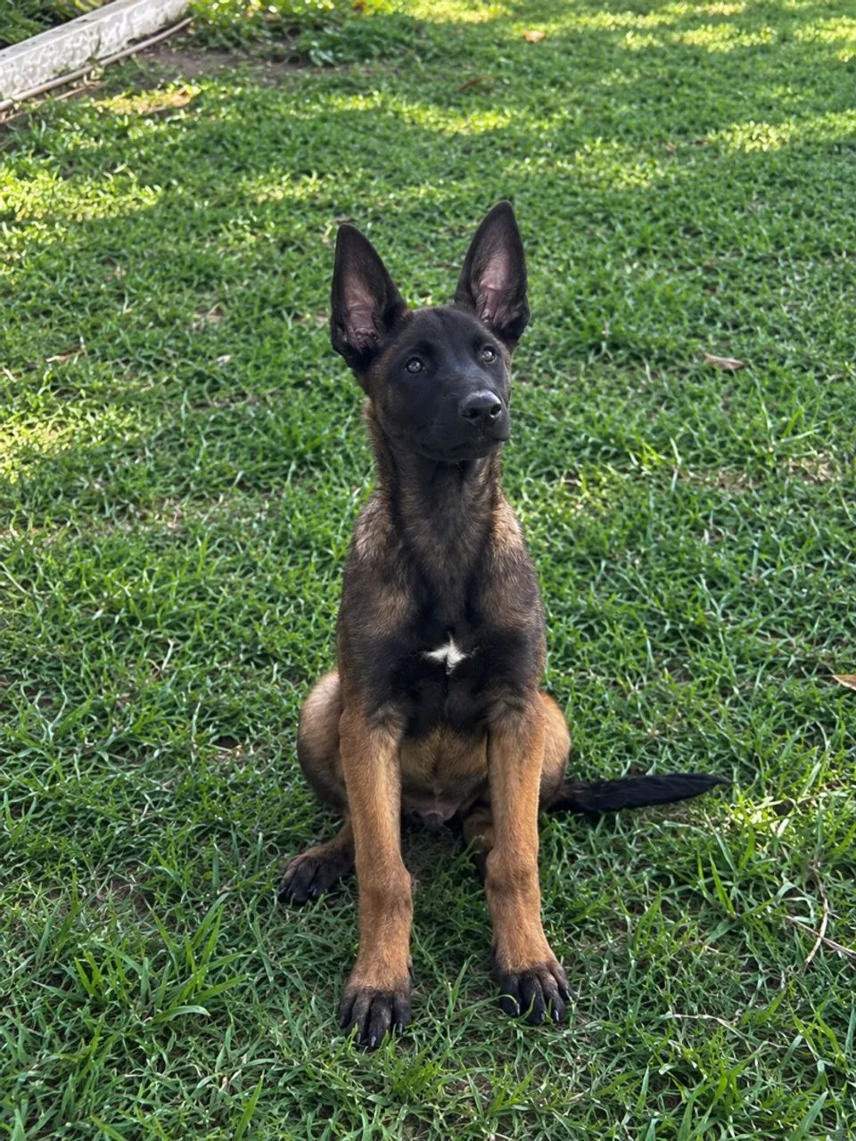Filhote de Malinois 