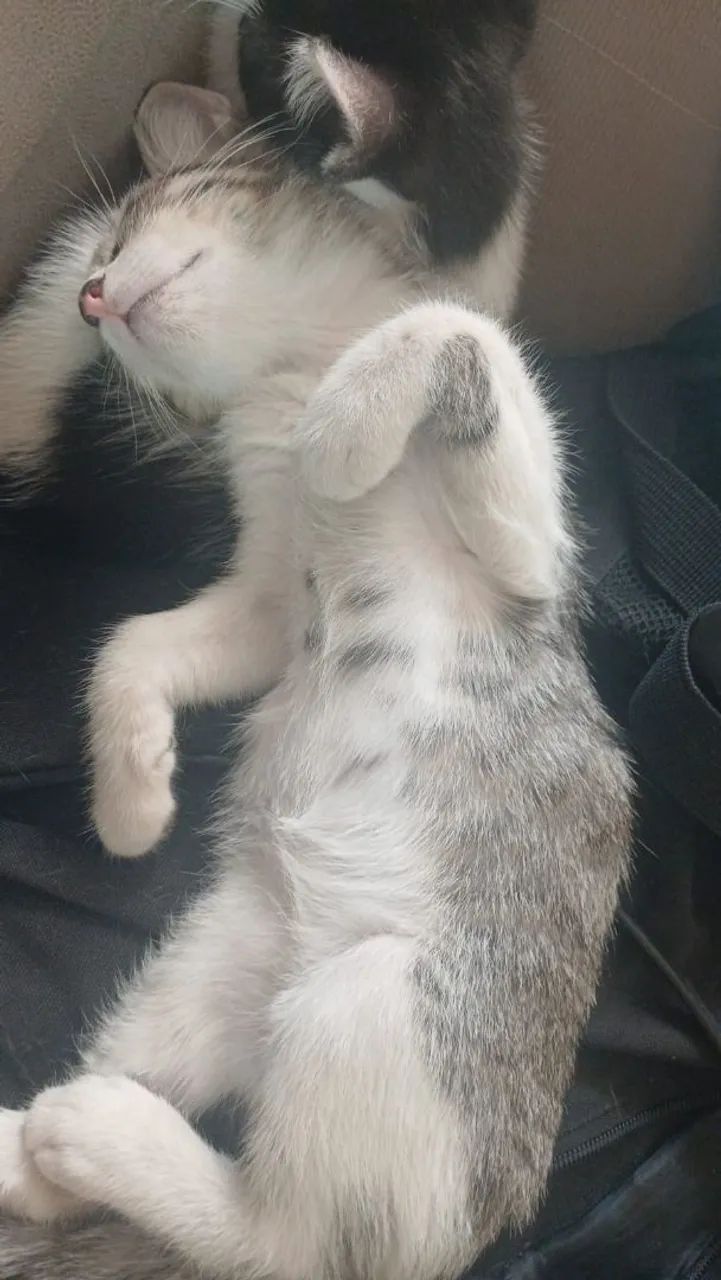 Gatos pra adoção responsável  - Foto 4