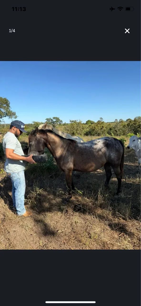 Égua quarto de milha  - Foto 2