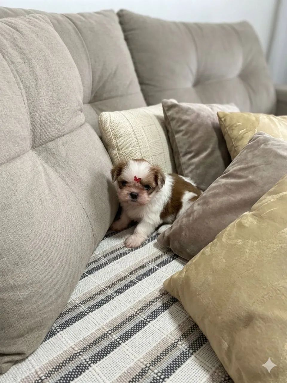 Shih Tuz - Foto 4