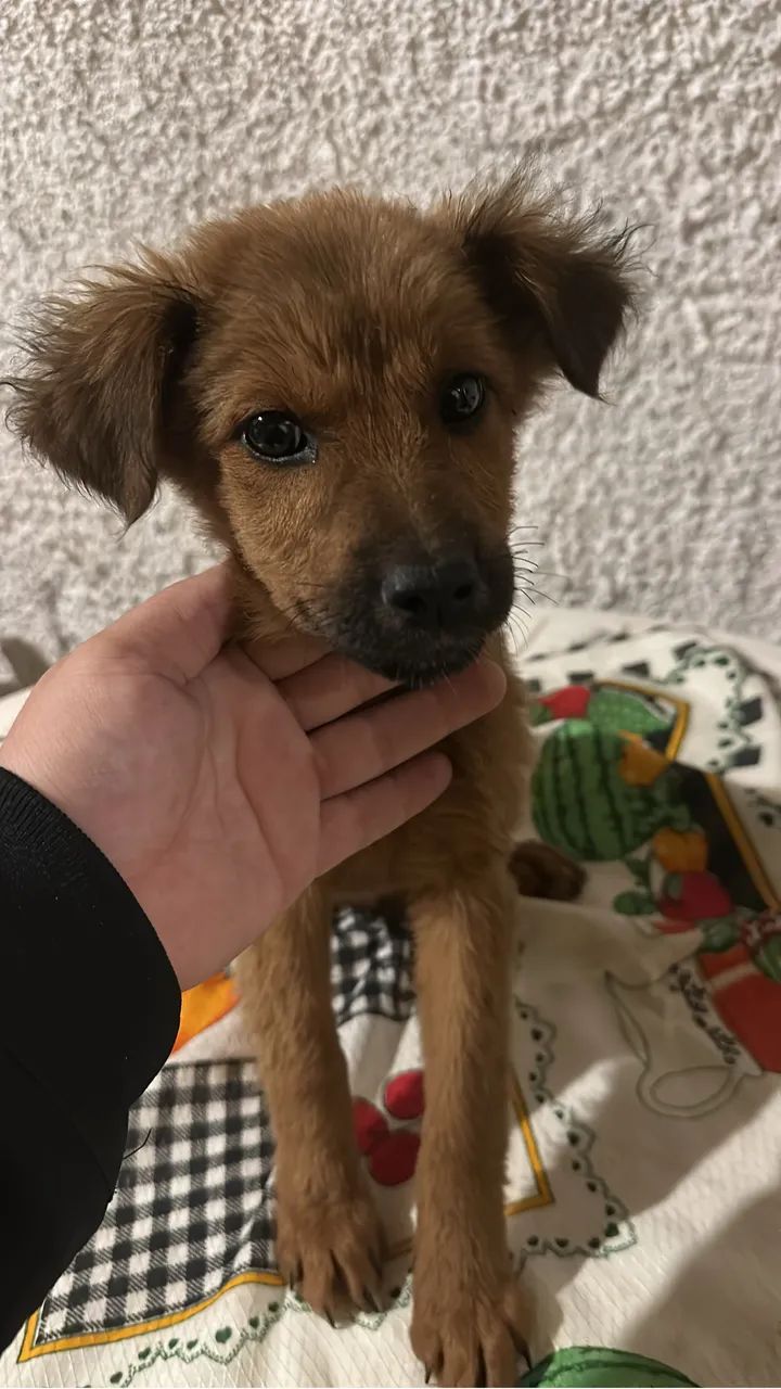 Doação  - Foto 4