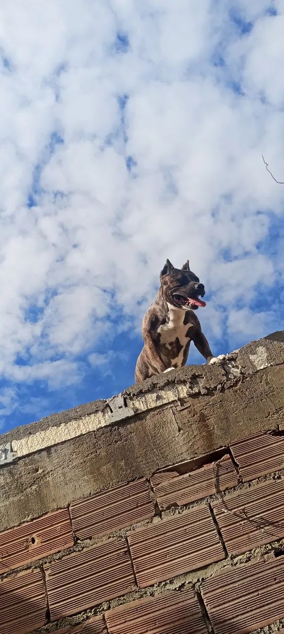 Filhotes American Bully  - Foto 5