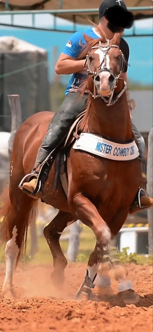 Cavalo quarto de milha vaquejada esquerda - Foto 3