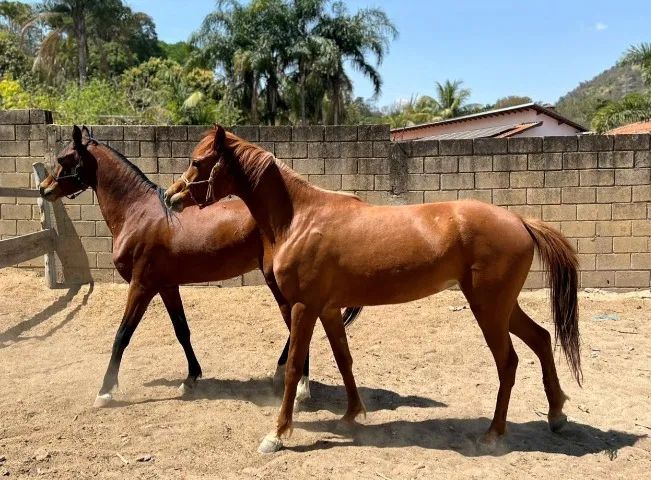 Cavalo - Foto 6