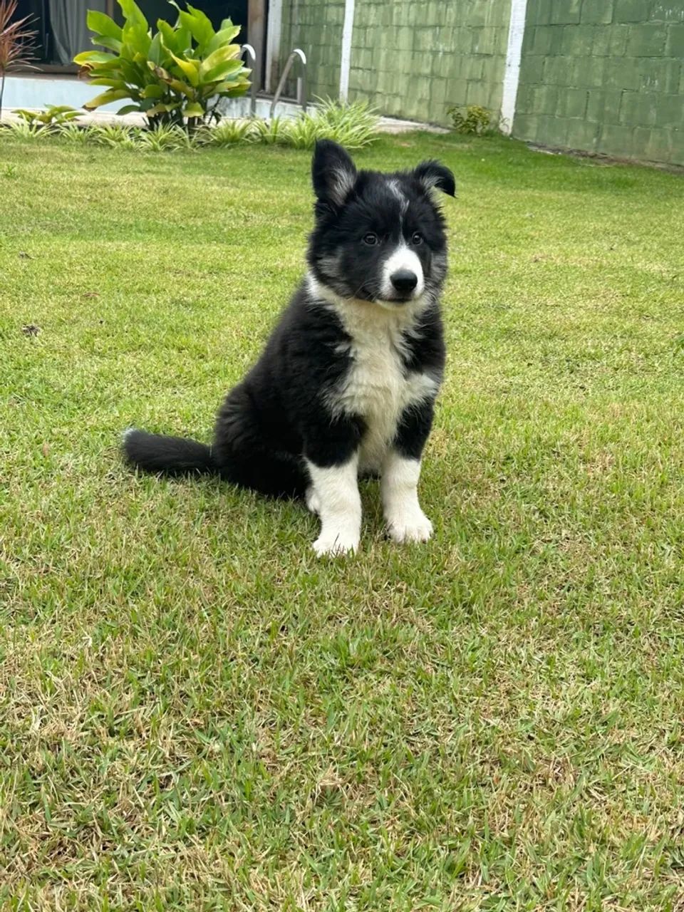 Border collie macho - Foto 2