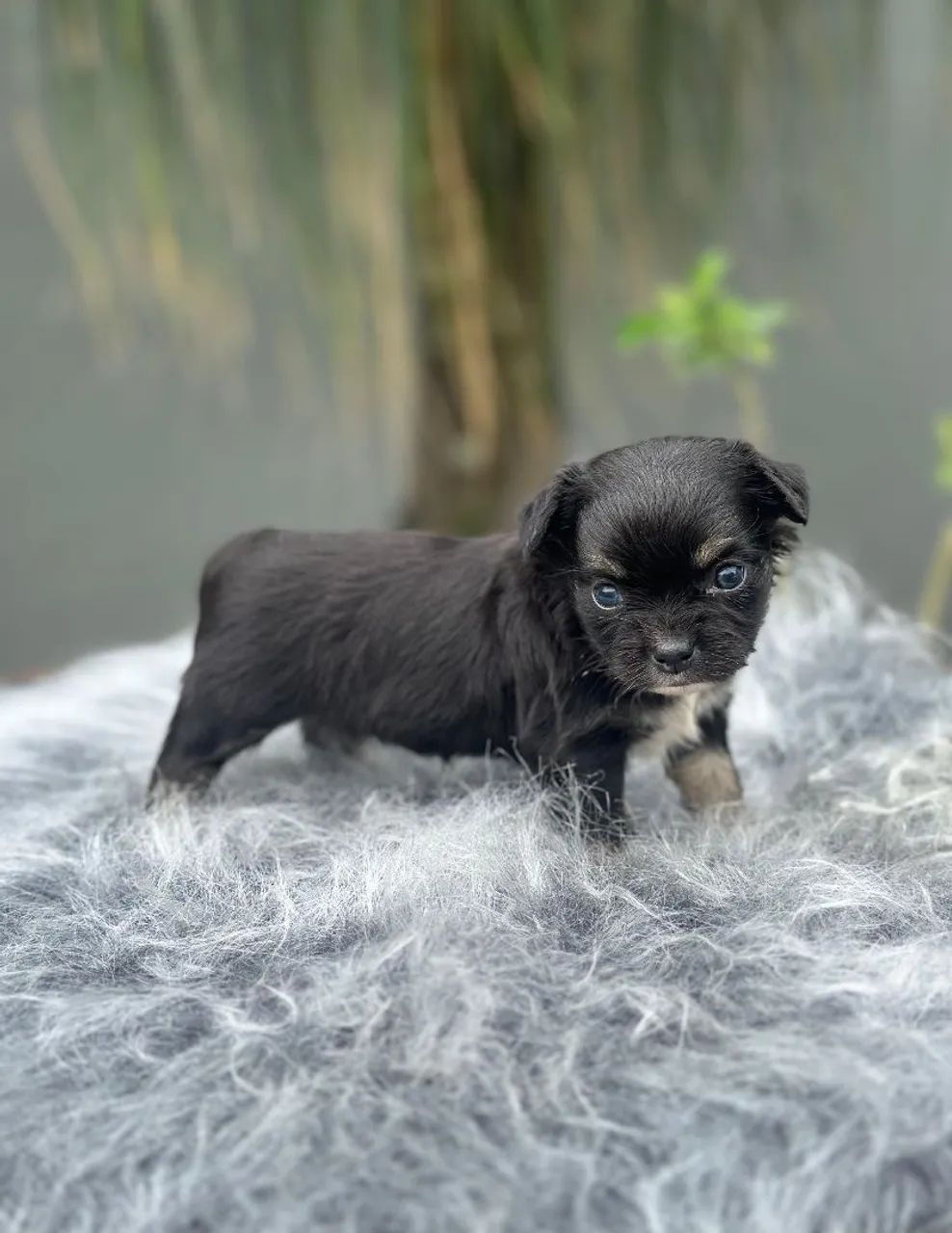 Chihuahua. Uma princesa de 4 patas. Pêlo longo Black Tan. Um amor de filhote! - Foto 3