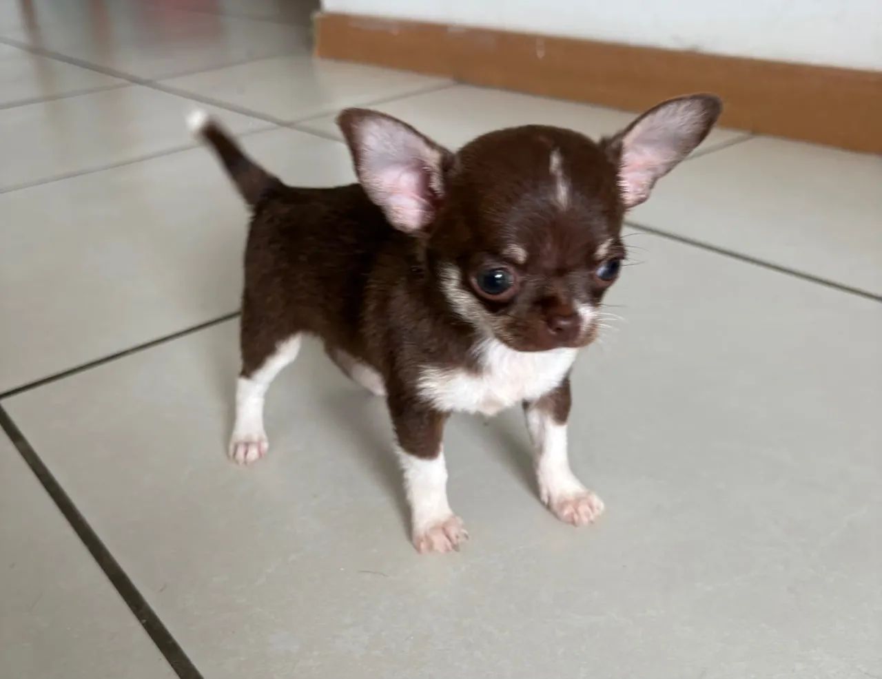 Chihuahua - Foto 5