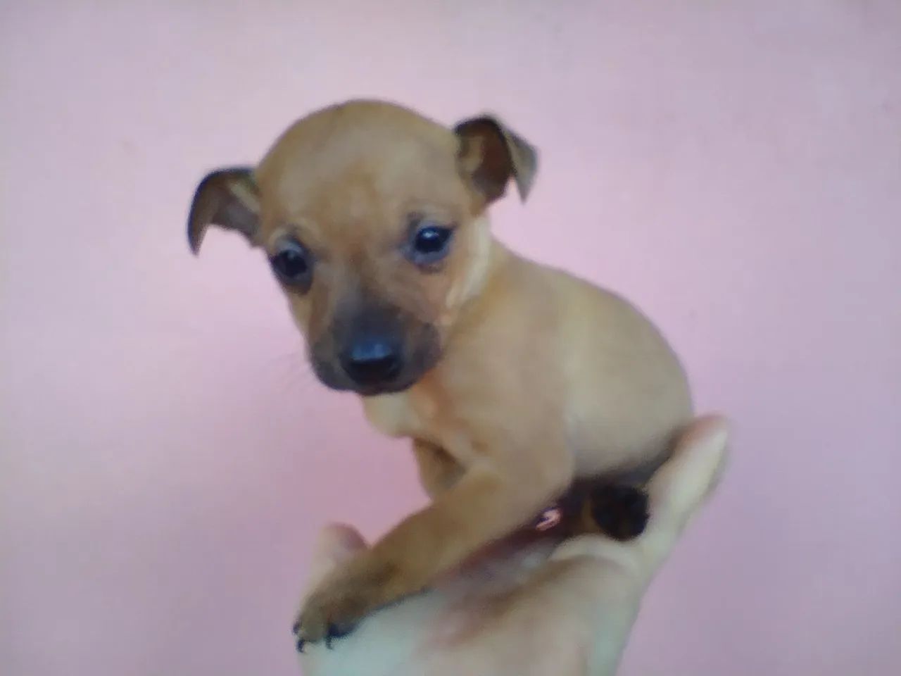 Pintsher macho - Foto 3