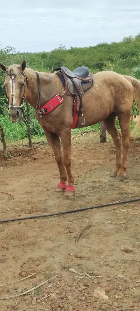 Cavalo 