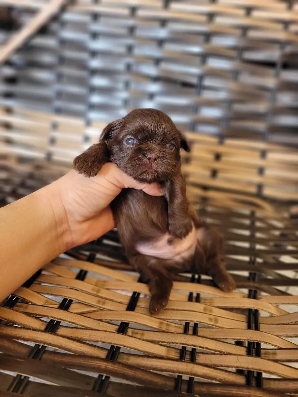 Shihtzu chocolate sólido  - Foto 2