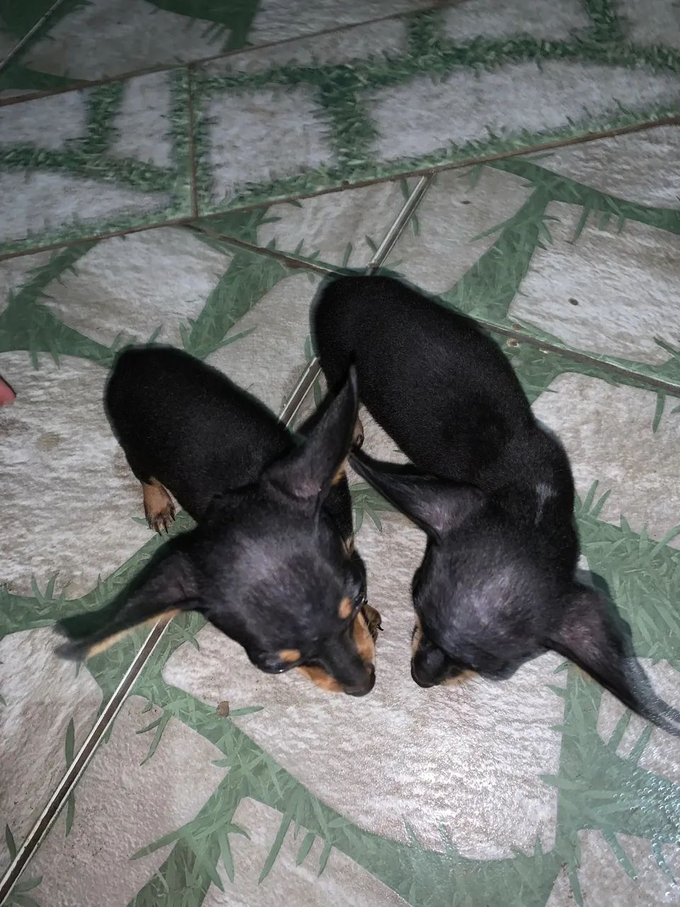 Vende-se Pinscher nº 1! - Foto 4