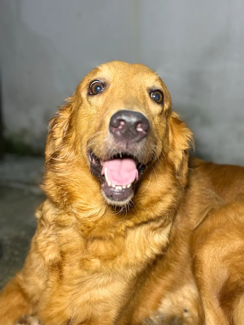 Filhotes de golden retriever - Foto 2