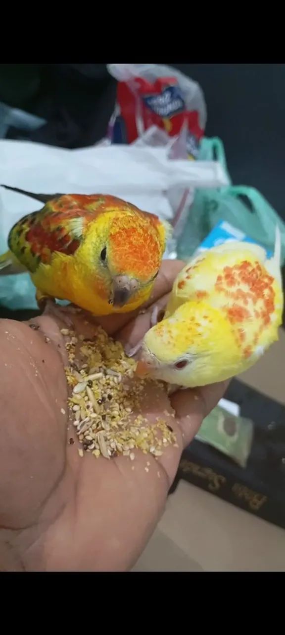 Red hamper filhotes dois meses mansos