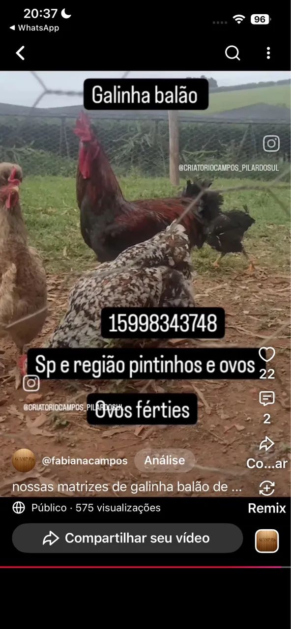 Animais estimação 