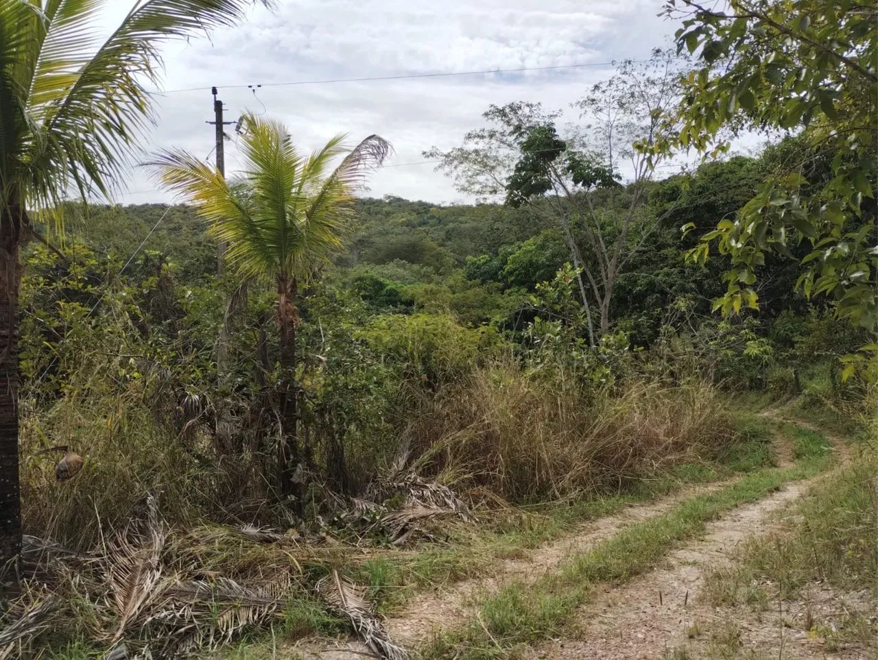 Foto - Goiânia - Parque Amazônia