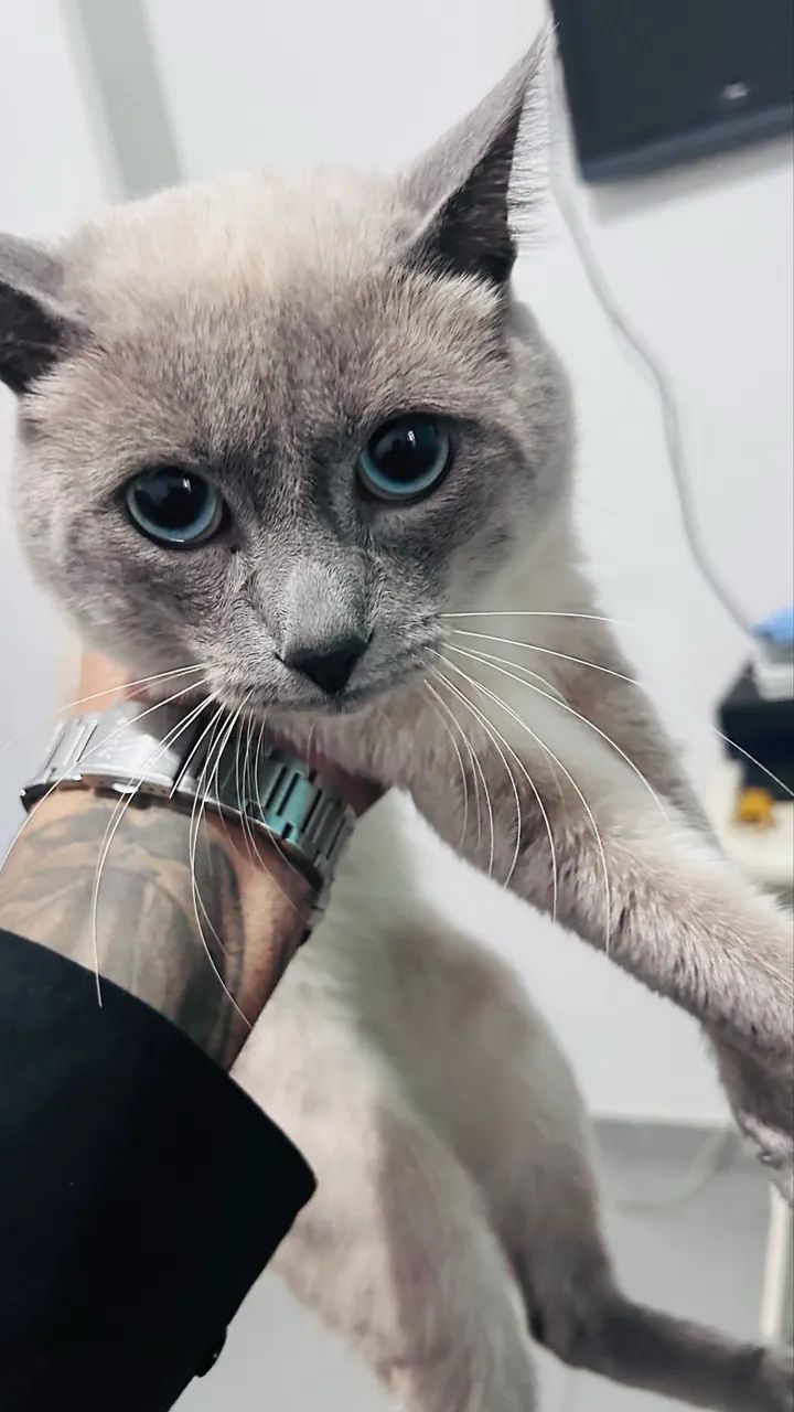 Doação gato - Foto 3