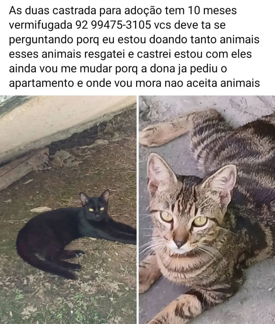Adoção  - Foto 4