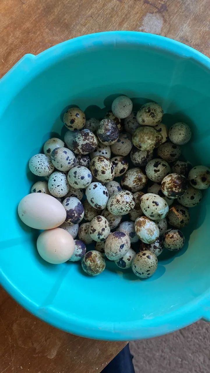 Ovos de codornas gigantes para consumo - Foto 5