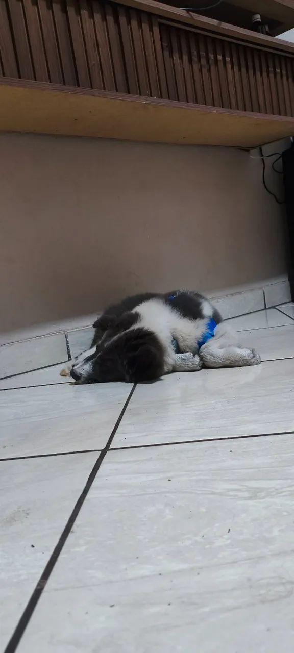 Border collie  - Foto 3