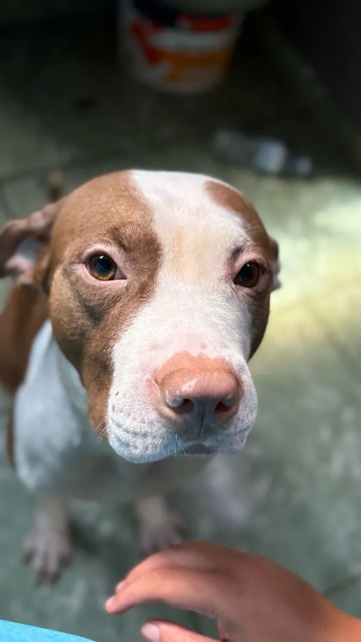 Doação de pet  - Foto 3