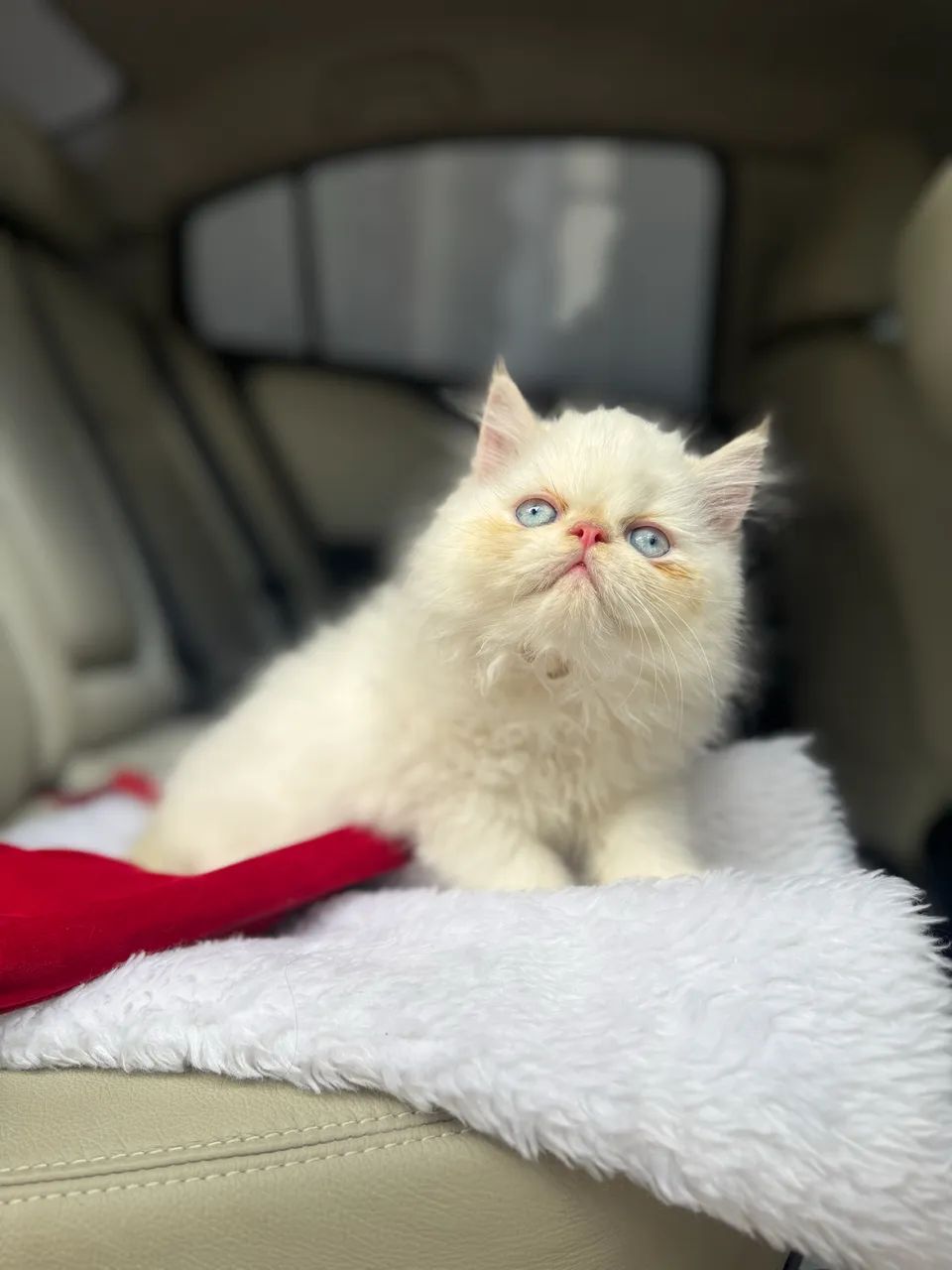 Gato persa Macho disponível Passo cartão 10x - Foto 2