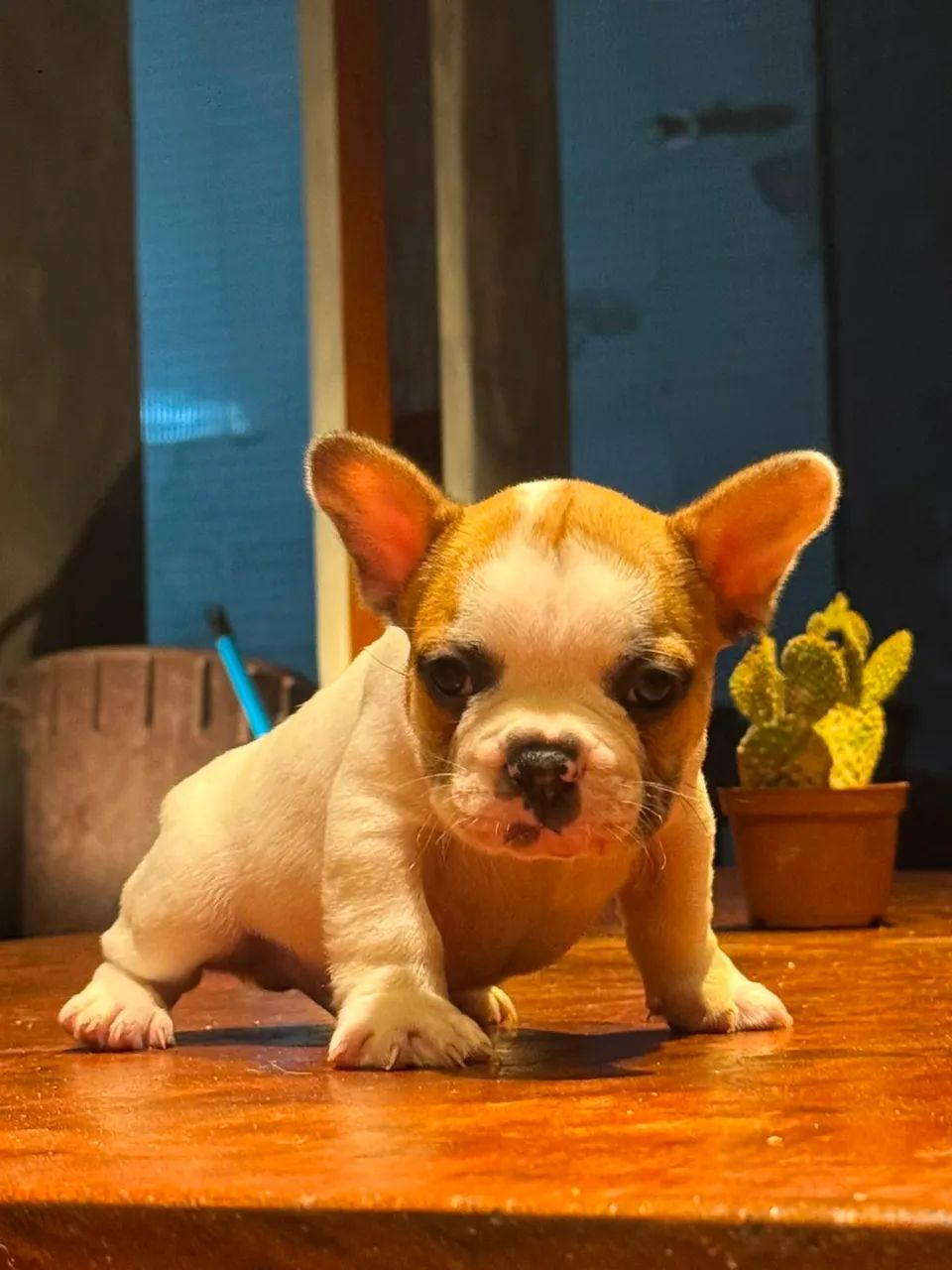 Buldogue Francês  - Foto 3