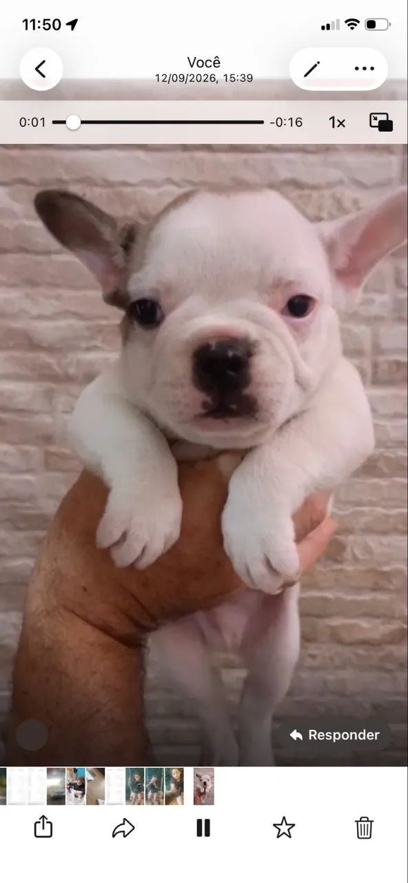 Buldogue francês  - Foto 3