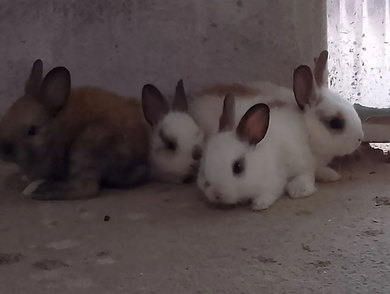 Lindos filhotes de coelhos - Foto 4