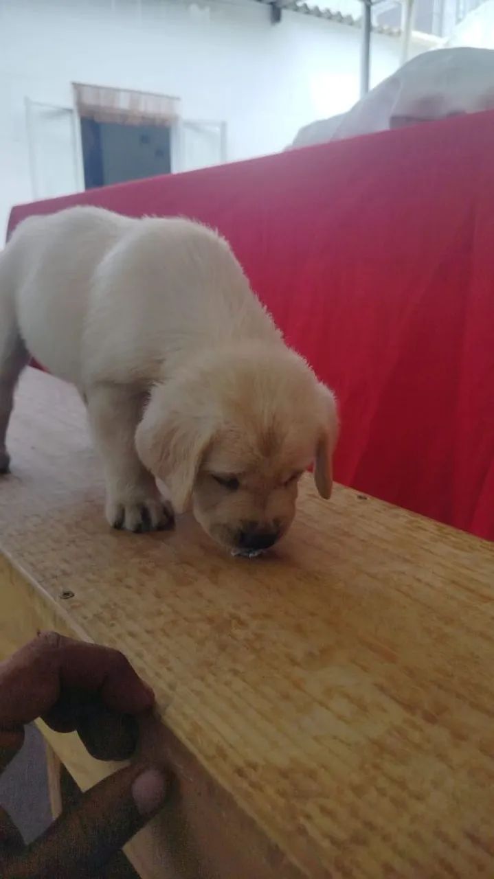 Filhote de labrador  - Foto 6