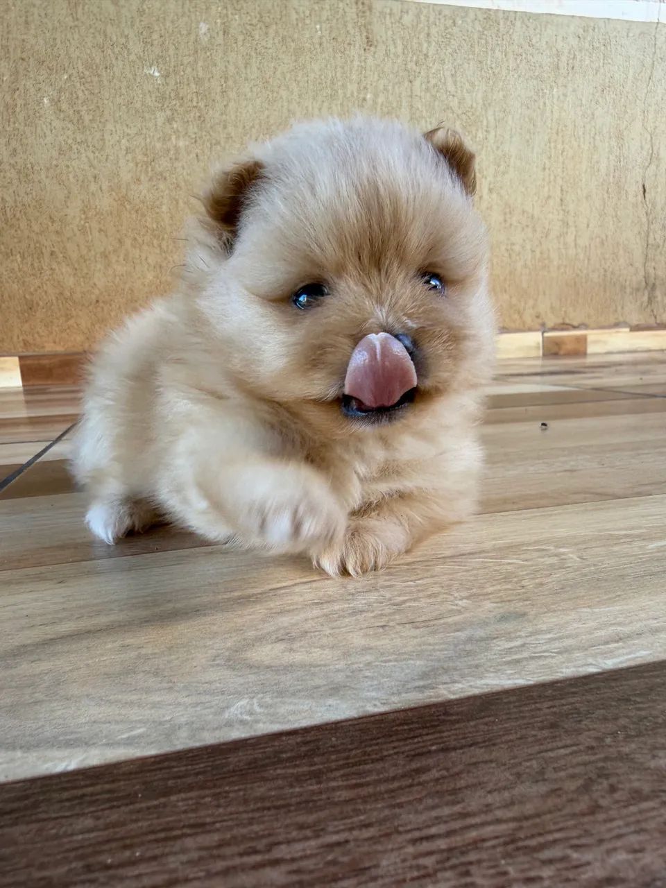 Spitz alemã 