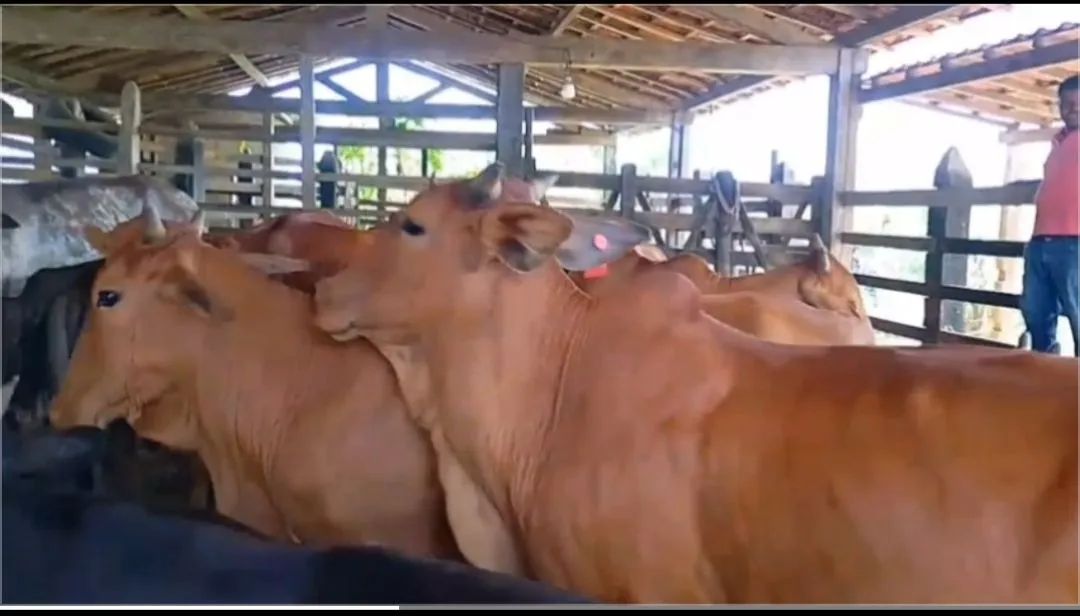 Vacas Sind 