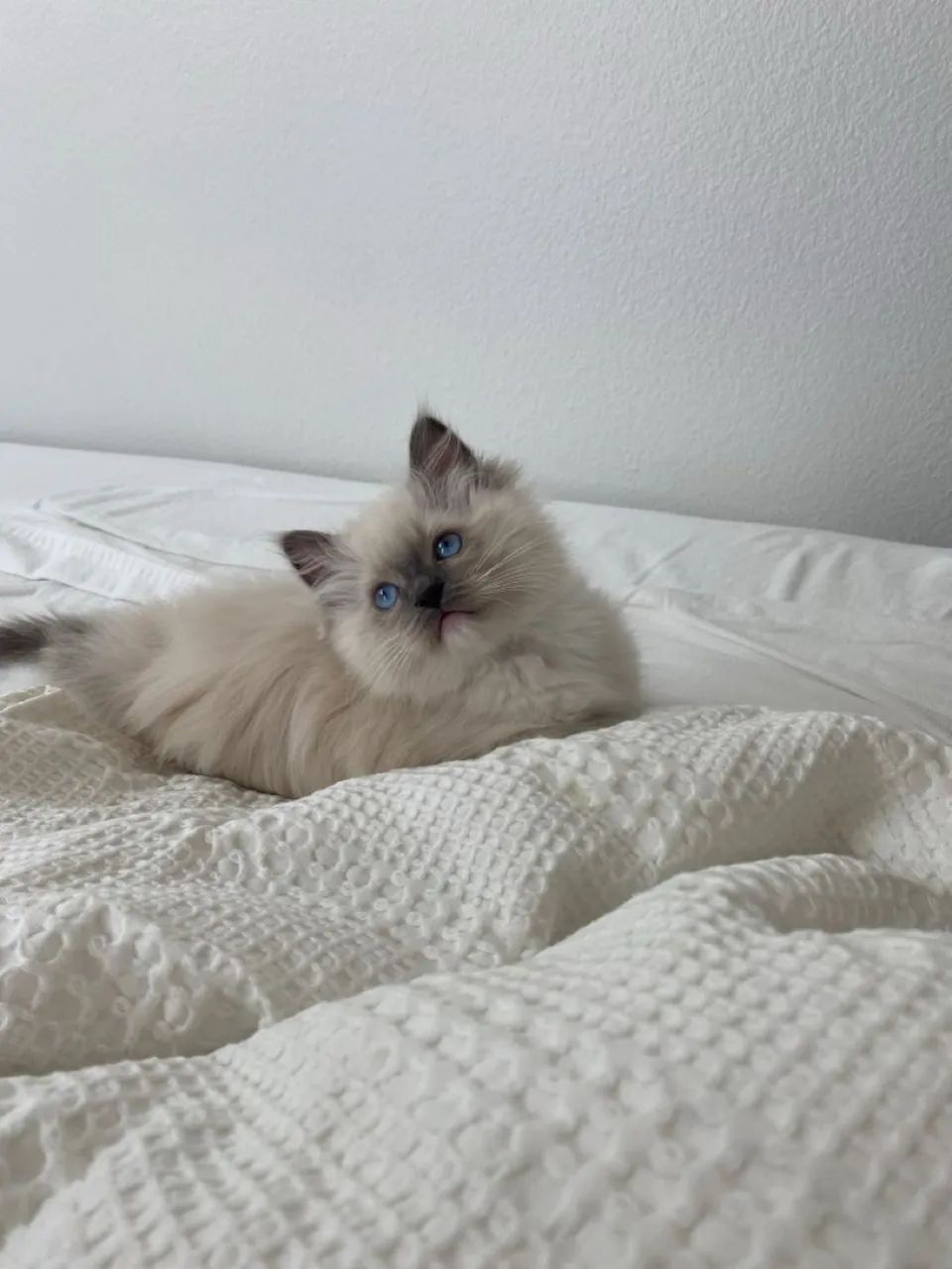 Babys Ragdoll 
