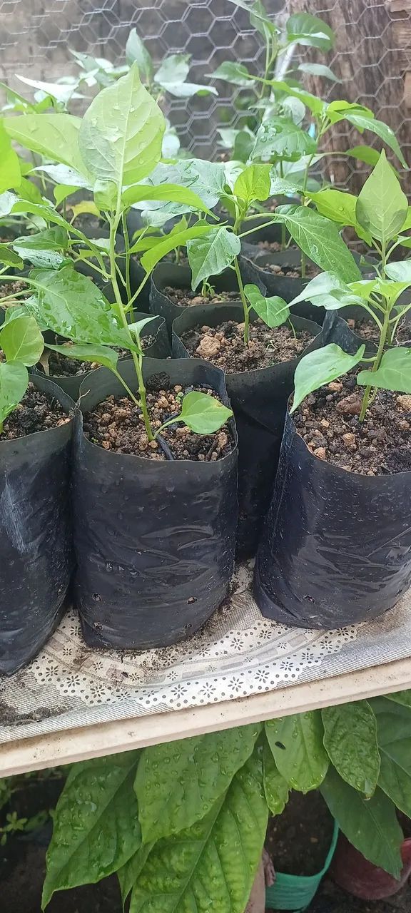 Não entrego  - Foto 3