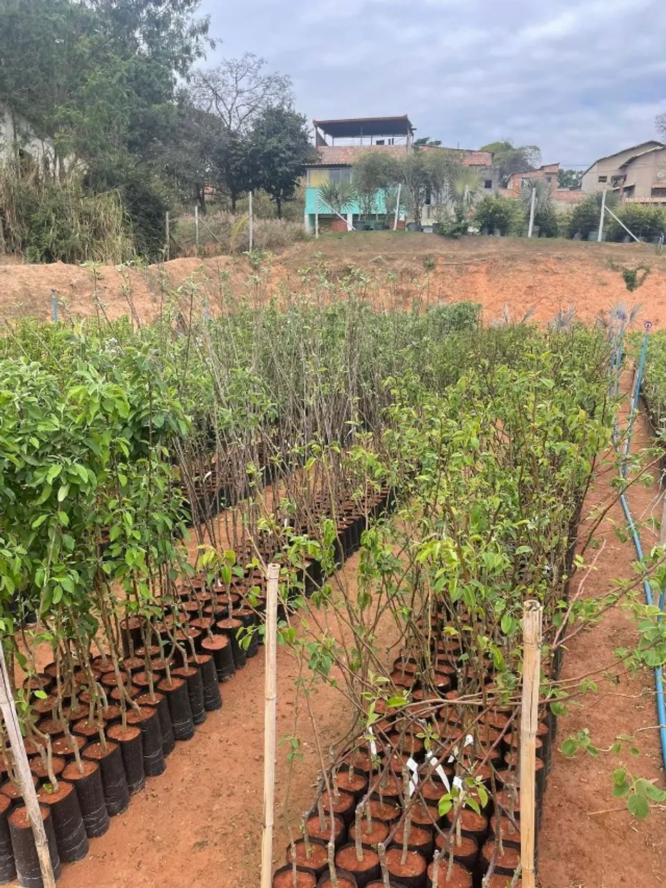 Frutas Frutiferas  - Foto 5
