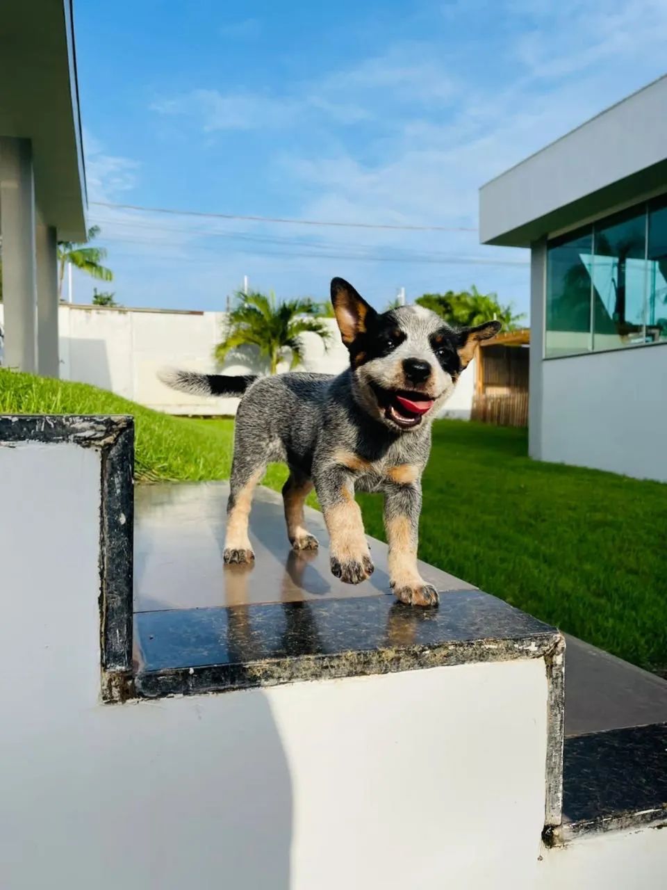 Cachorro - Foto 3